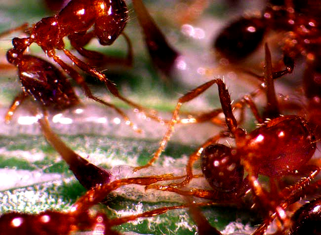 ants stuck to phyllaries ofTexas Thistle, CIRSIUM TEXANUM