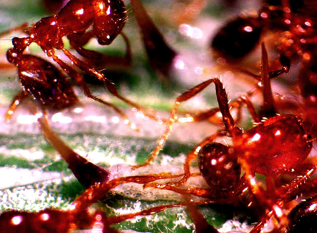 ants stuck to phyllaries ofTexas Thistle, CIRSIUM TEXANUM