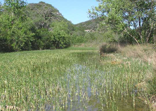 Water-willow, JUSTICIA AMERICANA, population