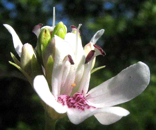 Water-willow, JUSTICIA AMERICANA, flowers