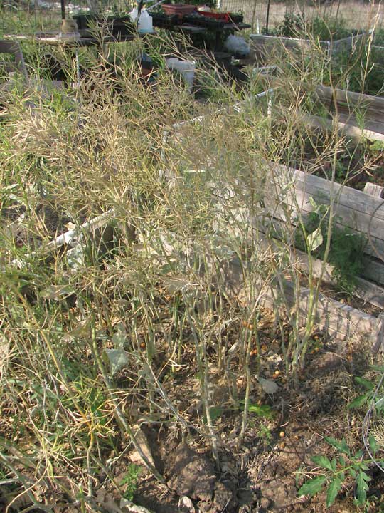 mustard green plants gone to seed