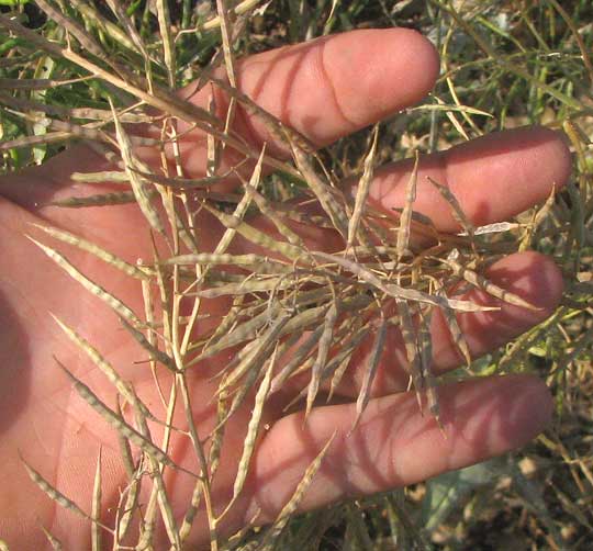 fruit capsules of ripe mustard greens plants