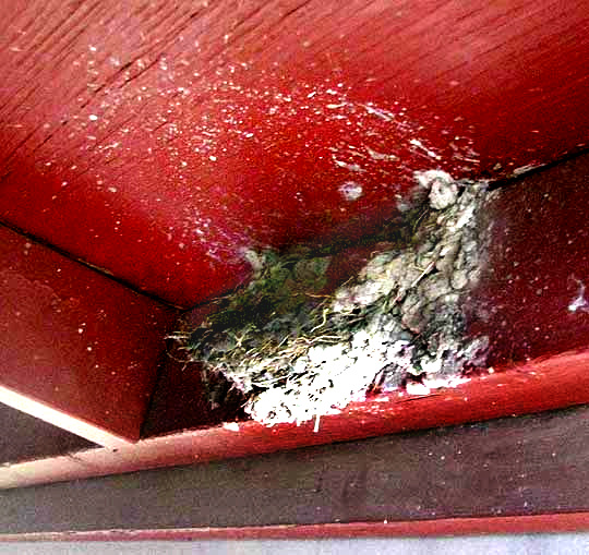 partially finished nest of Barn Swallow, Hirundo rustica