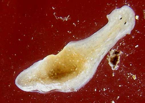 PLANARIAN, cf. GIRARDIA TIGRINA