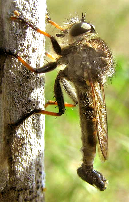 Robber Fly, EFFERIA