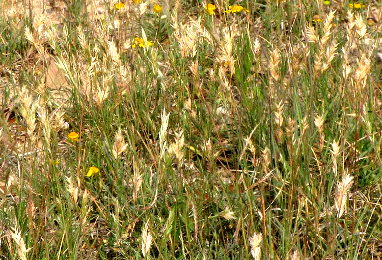 Hairy Woollygrass, ERIONEURON PILOSUM