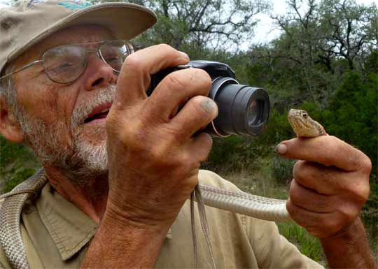 Jim Conrad photographing Western Coachwhip, Masticophis flagellum ssp. testaceus