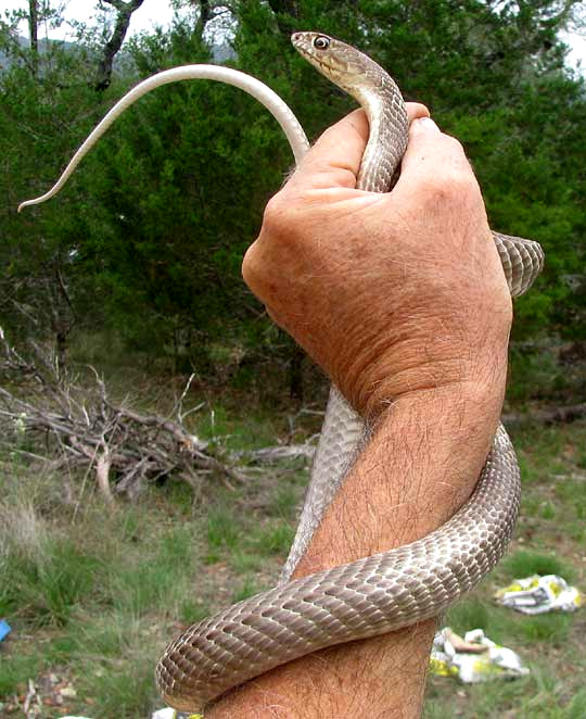 Western Coachwhip, Masticophis flagellum ssp. testaceus