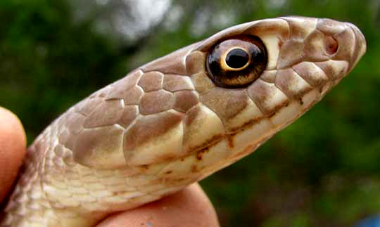 Western Coachwhip, Masticophis flagellum ssp. testaceus, head