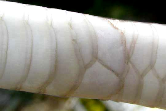 Divided anal plate of Western Coachwhip, Masticophis flagellum ssp. testaceus