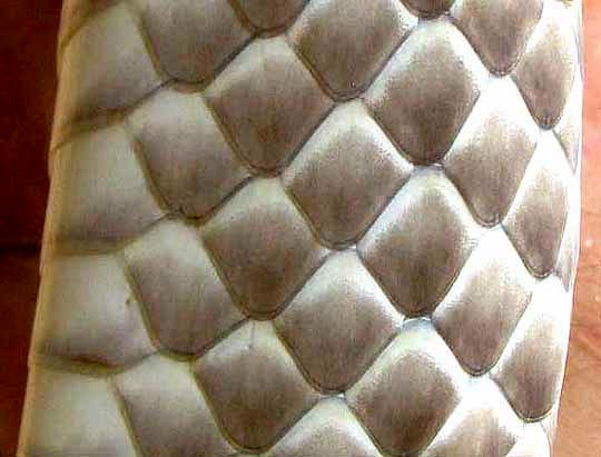 smooth scales of Western Coachwhip, Masticophis flagellum ssp. testaceus