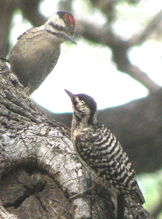 Ladder-backed Woodpecker , PICOIDES SCALARIS, two juveniles