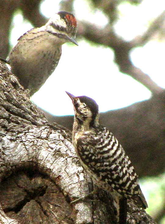 Ladder-backed Woodpecker , PICOIDES SCALARIS, two juveniles