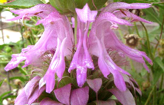 Lemon Beebalm, Monarda citriodora, flower cluster