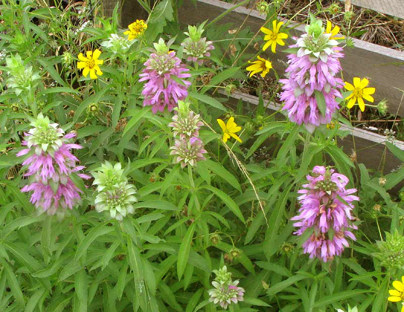 Lemon Beebalm, Monarda citriodora