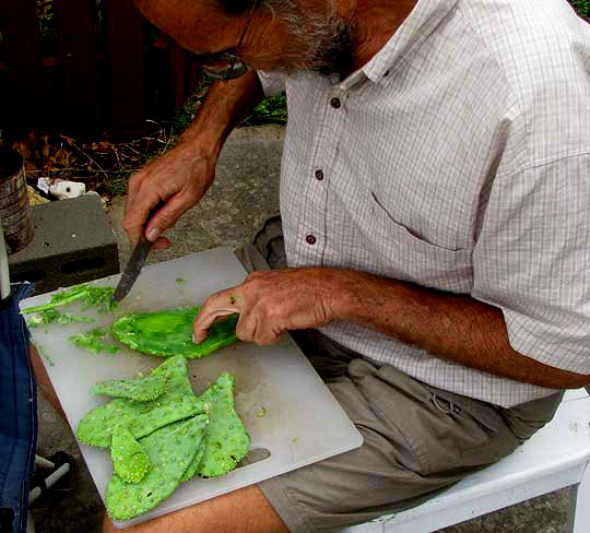 Jim Conrad removing glochids from pricklypear cactus pads