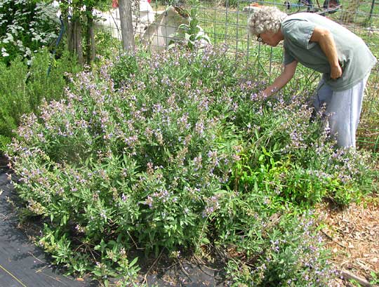 Garden Sage, Salvia