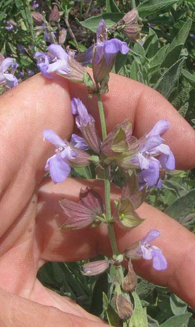 Garden Sage, Salvia, flower clusters