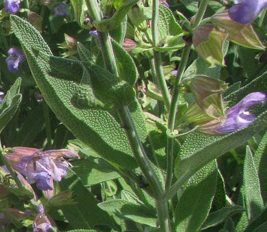 Garden Sage, Salvia, leaves