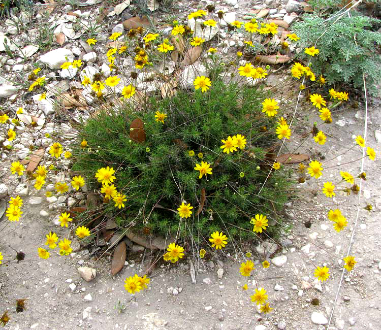 Dogweed, THYMOPHYLLA PENTACHAETA