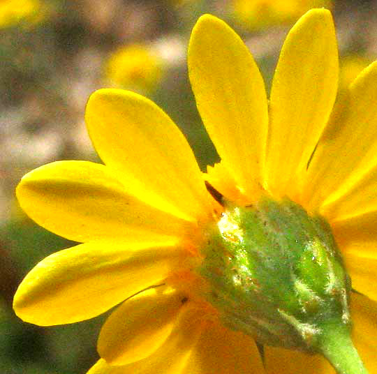 Dogweed, THYMOPHYLLA PENTACHAETA, phyllaries on involucre