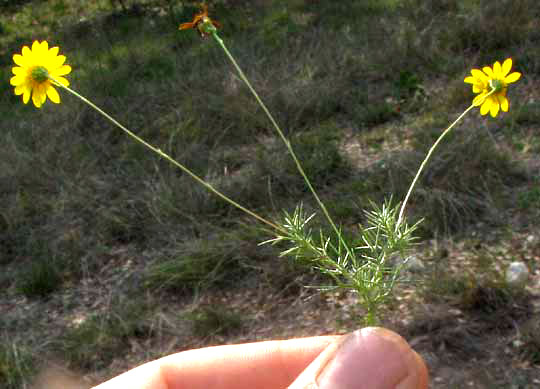 Dogweed, THYMOPHYLLA PENTACHAETA, leaves and stems