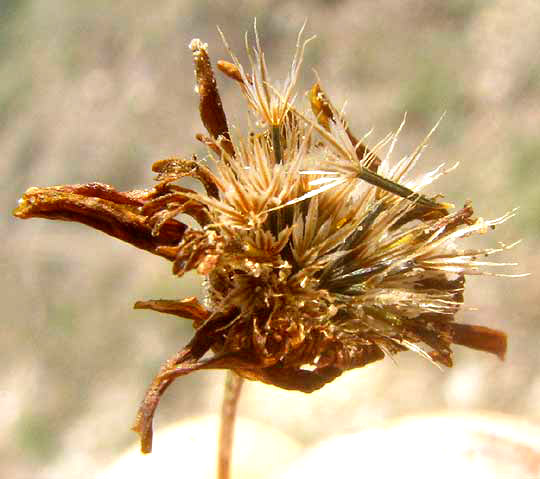 Dogweed, THYMOPHYLLA PENTACHAETA, cypselae with pappus of pointed scales