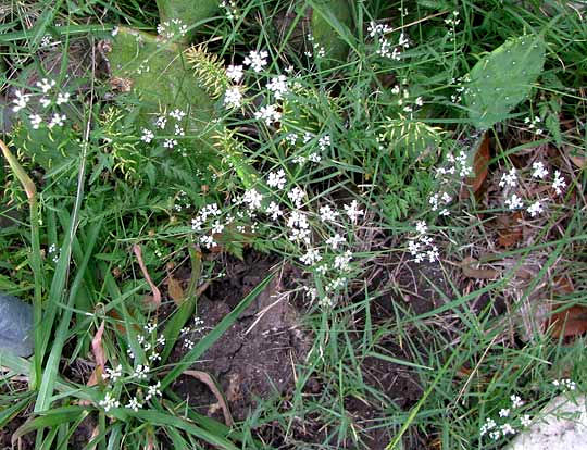 Hedge Parsley, TORILIS ARVENSIS