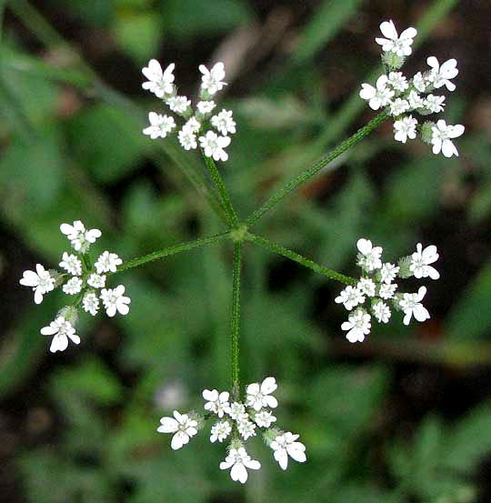 Hedge Parsley, TORILIS ARVENSIS, part of inflorescence