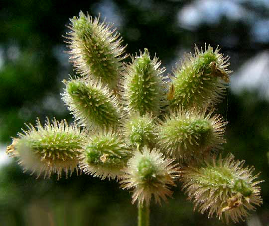 Hedge Parsley, TORILIS ARVENSIS, spiny fruits