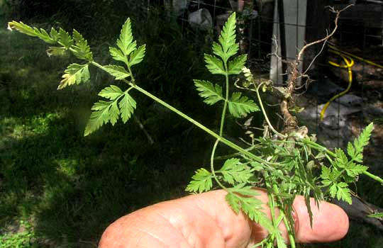 Hedge Parsley, TORILIS ARVENSIS, compound leaf