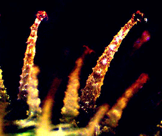 Hedge Parsley, TORILIS ARVENSIS, microscopic view of spines on fruit