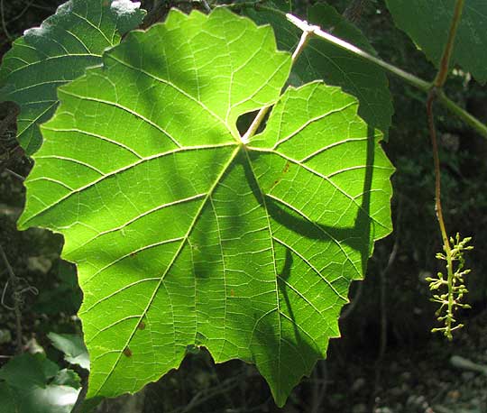 Sweet Mountain Grape, VITIS MONTICOLA, leaf and inflorescence