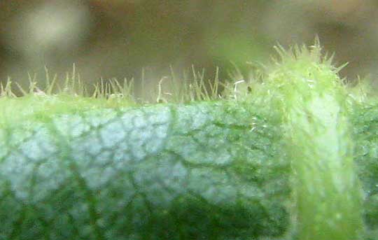 Sweet Mountain Grape, VITIS MONTICOLA, hairy leaf bottom