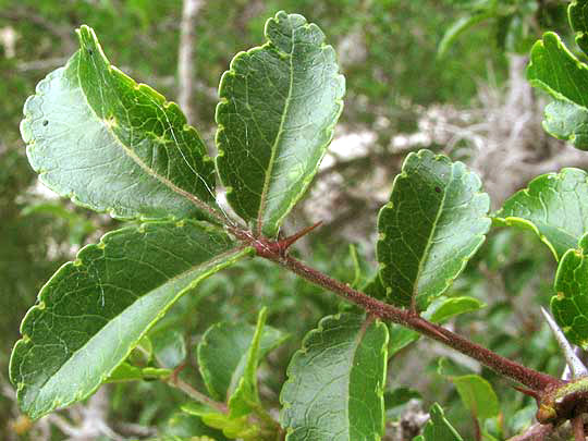 Tickletongue, ZANTHOXYLUM HIRSUTUM, compound leaf with spines on rachis