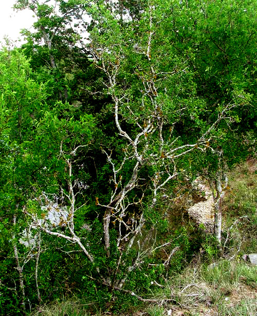 Tickletongue, ZANTHOXYLUM HIRSUTUM, tree growth form