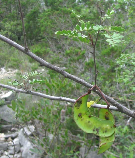 Catclaw, ACACIA ROEMERIANA, fruits