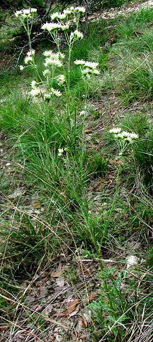 Old Plainsman, HYMENOPAPPUS SCABIOSAEUS var. CORYMBOSUS