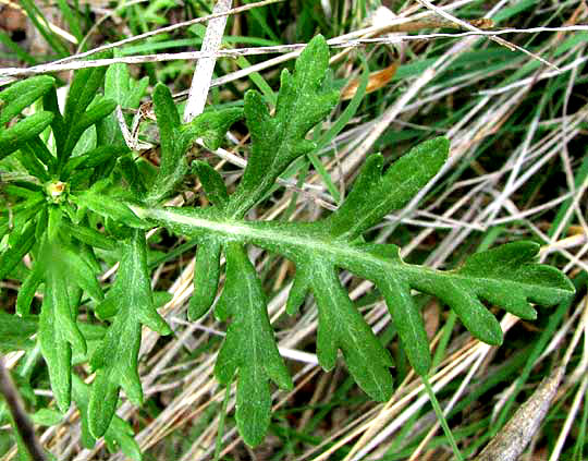 Old Plainsman, HYMENOPAPPUS SCABIOSAEUS var. CORYMBOSUS, leaf