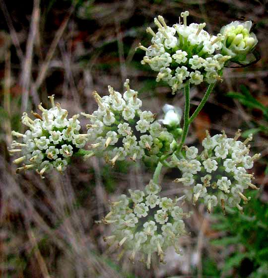 Old Plainsman, HYMENOPAPPUS SCABIOSAEUS var. CORYMBOSUS, flowering heads