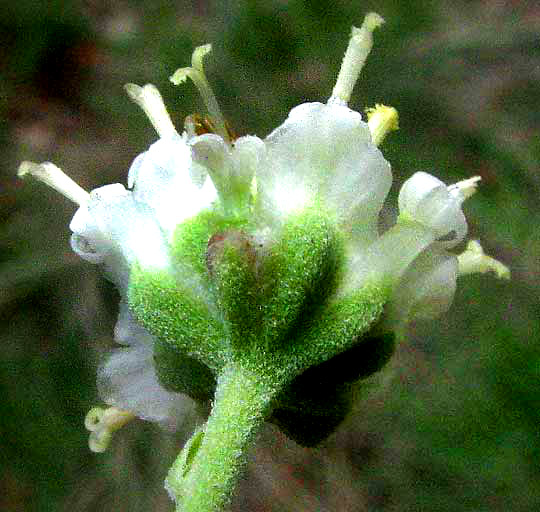 Old Plainsman, HYMENOPAPPUS SCABIOSAEUS var. CORYMBOSUS, phyllaries