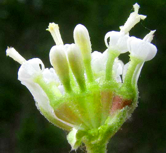 Old Plainsman, HYMENOPAPPUS SCABIOSAEUS var. CORYMBOSUS, longitudinal cross section of head