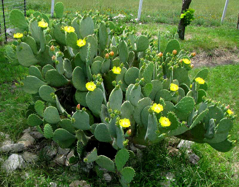 Spineless Pricklypear, OPUNTIA ELLISIANA