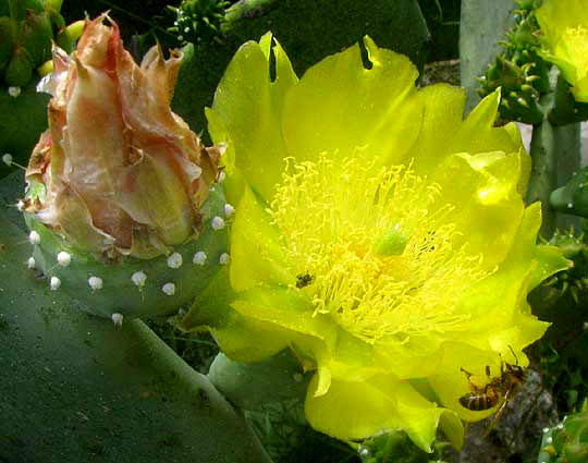 Spineless Pricklypear, OPUNTIA ELLISIANA, flowers