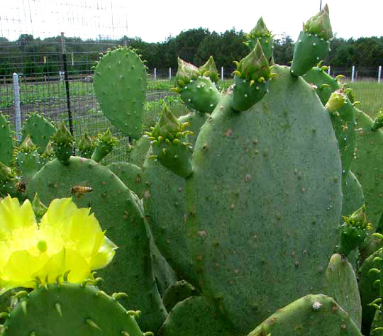 Spineless Pricklypear, OPUNTIA ELLISIANA, glaucescence on pads