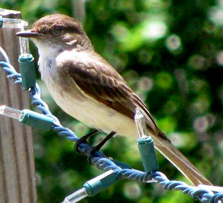 Eastern Phoebe, SAYORNIS PHOEBE