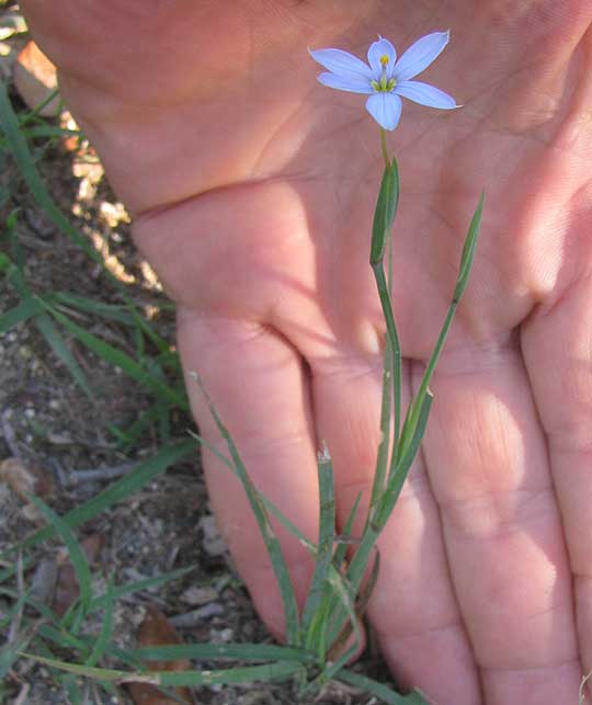 Wiry Blue-eyed Grass, SISYRINCHIUM BIFORME
