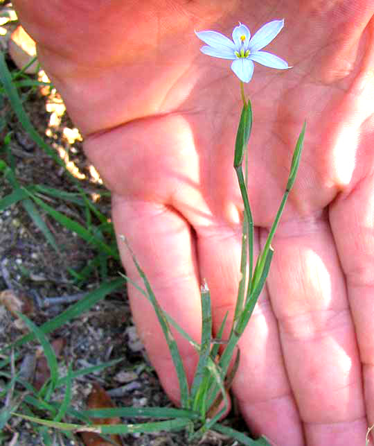 Wiry Blue-eyed Grass, SISYRINCHIUM BIFORME