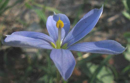 Wiry Blue-eyed Grass, SISYRINCHIUM BIFORME, flower