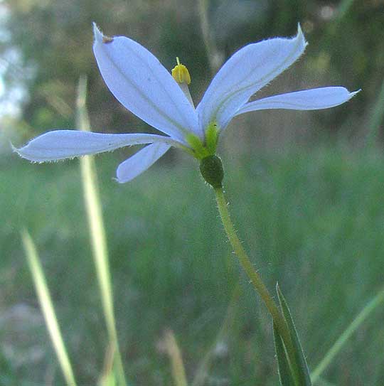 Wiry Blue-eyed Grass, SISYRINCHIUM BIFORME, view of flower from below